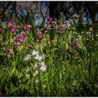 Blumenwiese im Streuobst