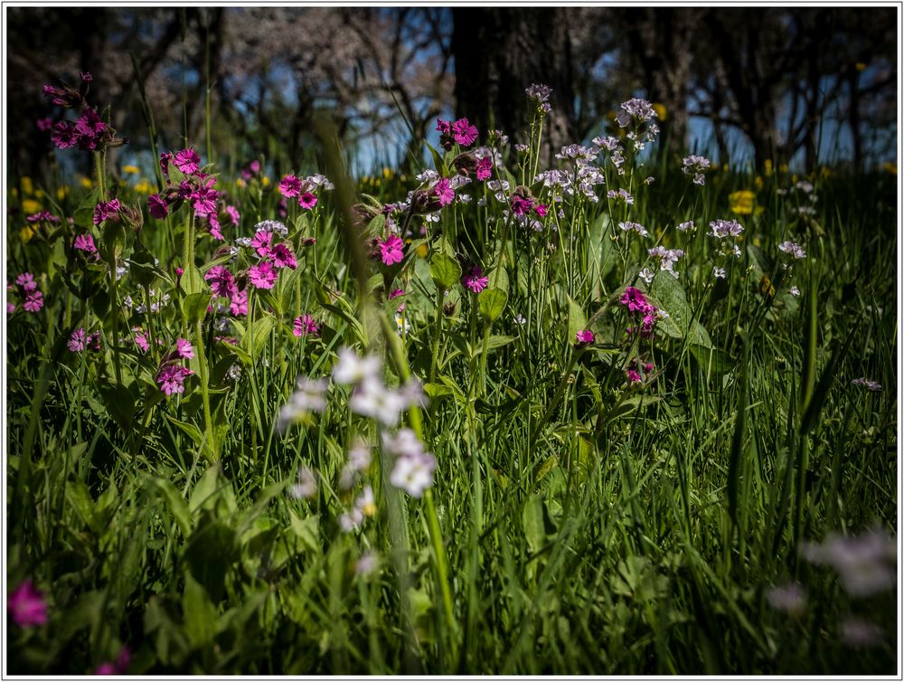 Blumenwiese im Streuobst