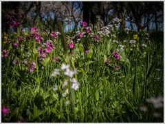 Blumenwiese im Streuobst