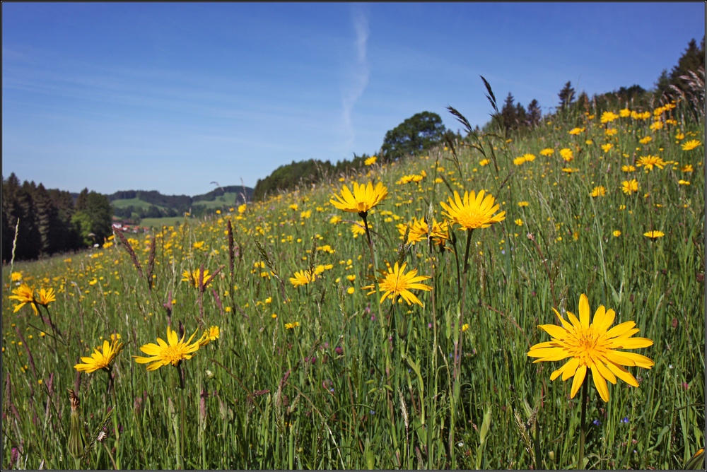 ~ Blumenwiese im Voralpenland ~