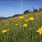 ~ Blumenwiese im Voralpenland ~