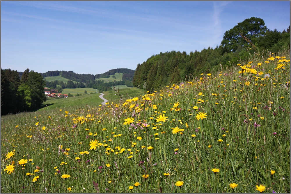 ~ Blumenwiese im Voralpenland II ~