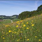 ~ Blumenwiese im Voralpenland II ~