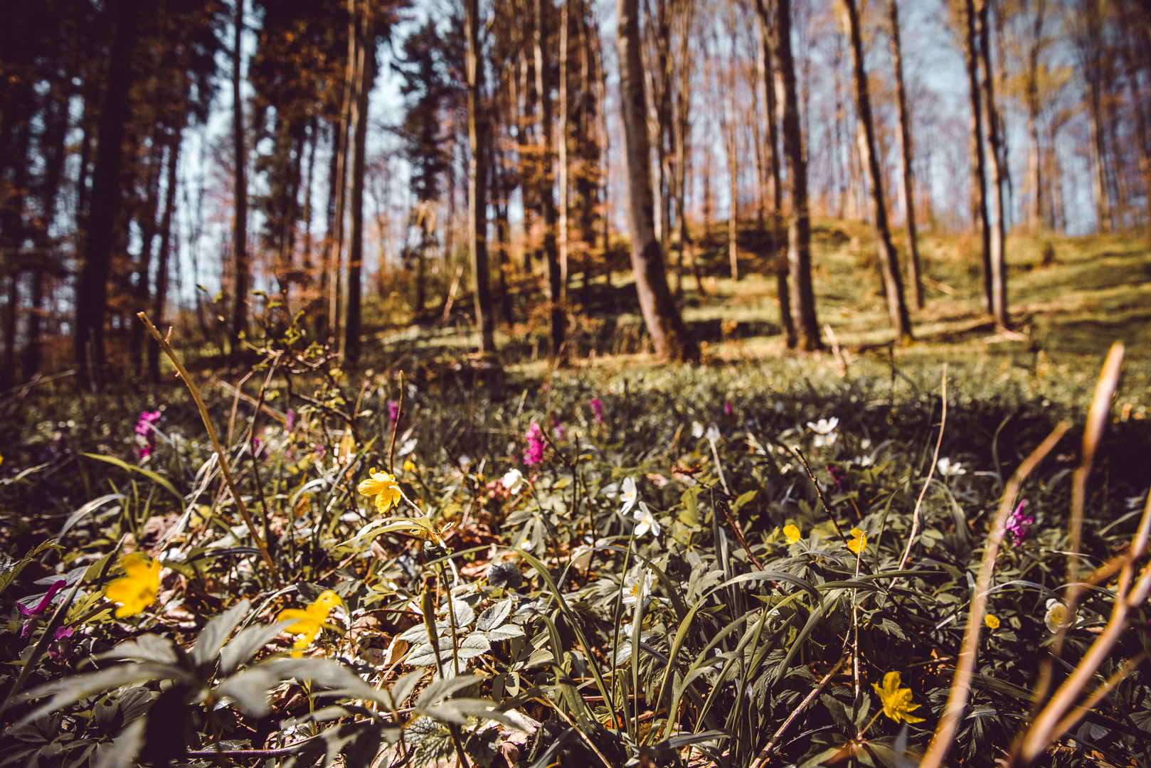 Blumenwiese im Wald Foto &amp; Bild | pflanzen, pilze &amp; flechten, fotos ...