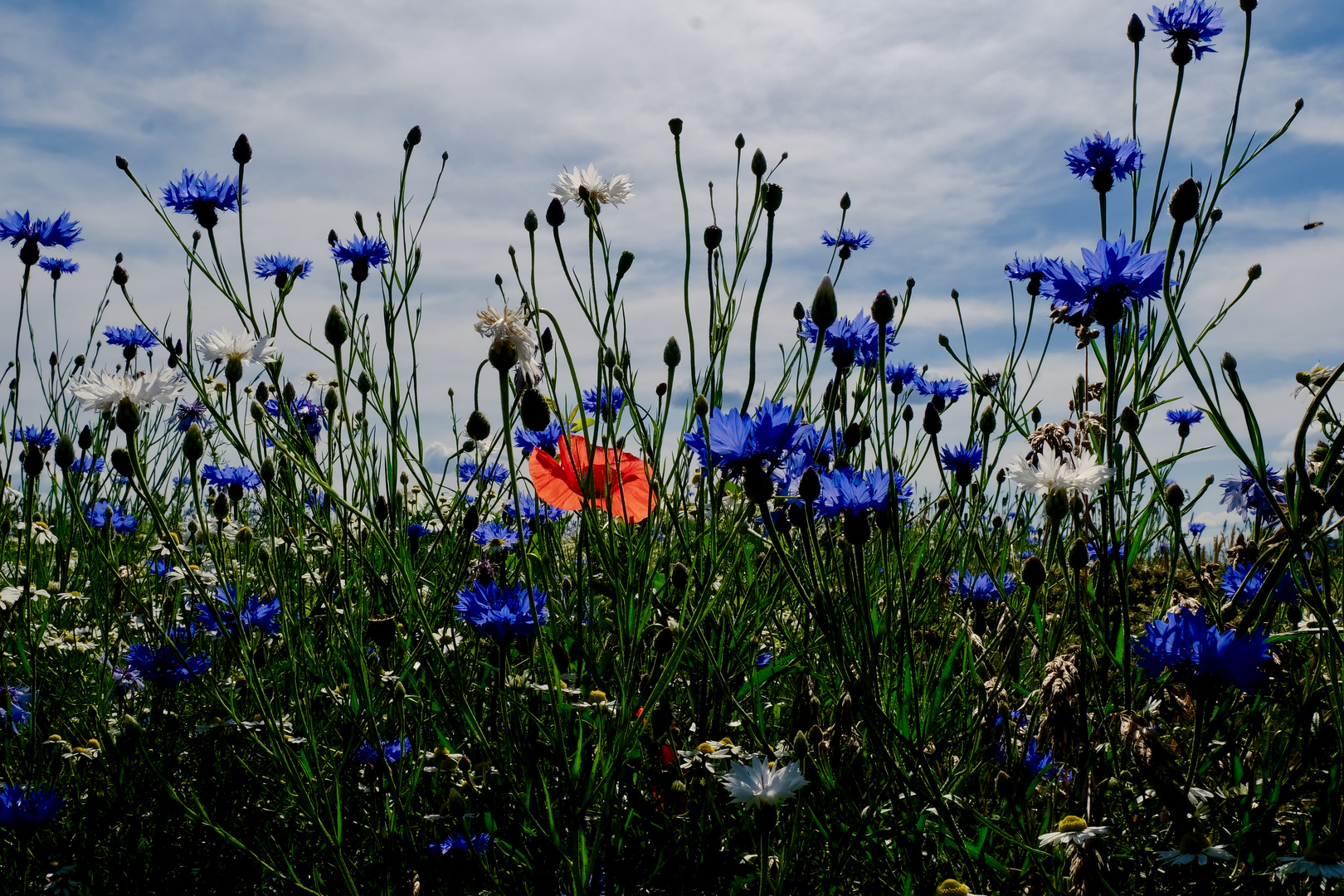 Blumenwiese im Wendland