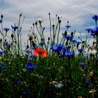 Blumenwiese im Wendland