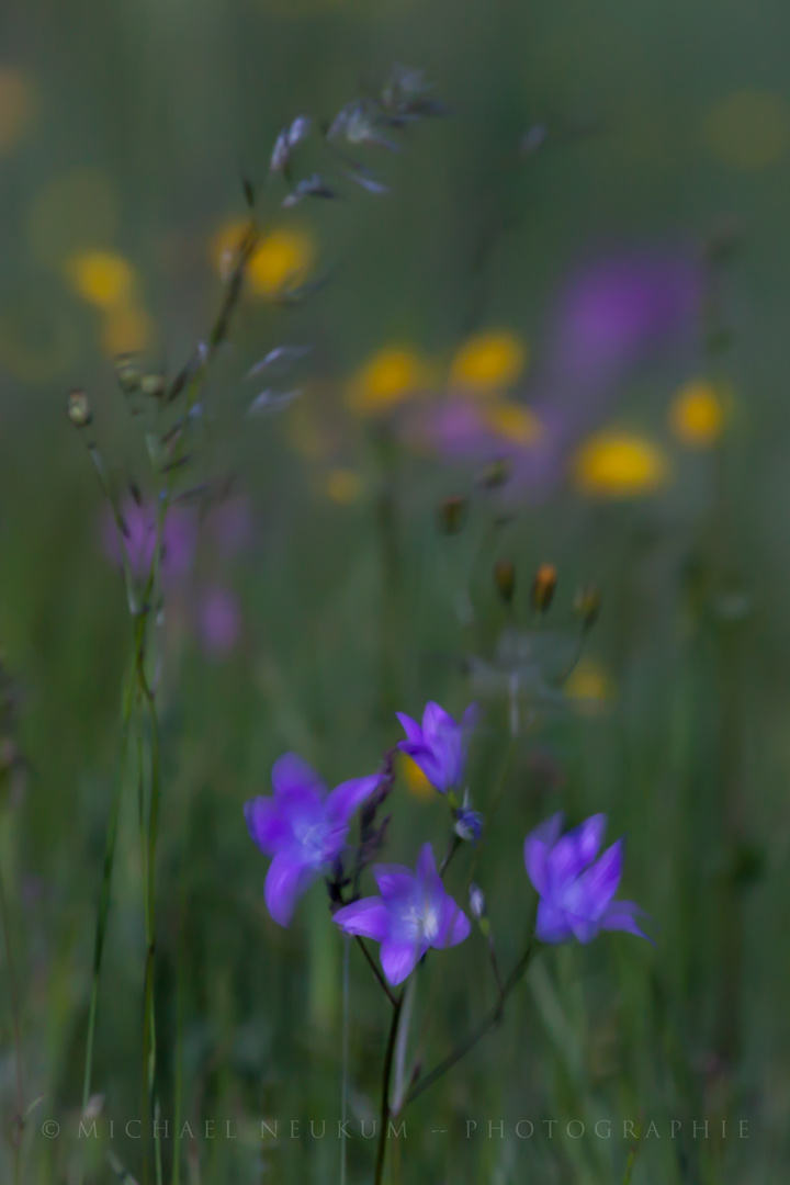 Blumenwiese im Wind...