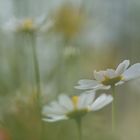 Blumenwiese im Wind