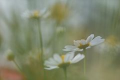 Blumenwiese im Wind