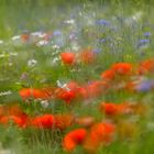 Blumenwiese, impressionistisch