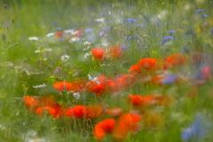 Blumenwiese, impressionistisch