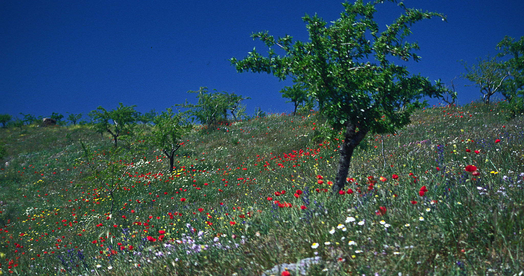 Blumenwiese in Andalusien