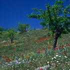 Blumenwiese in Andalusien