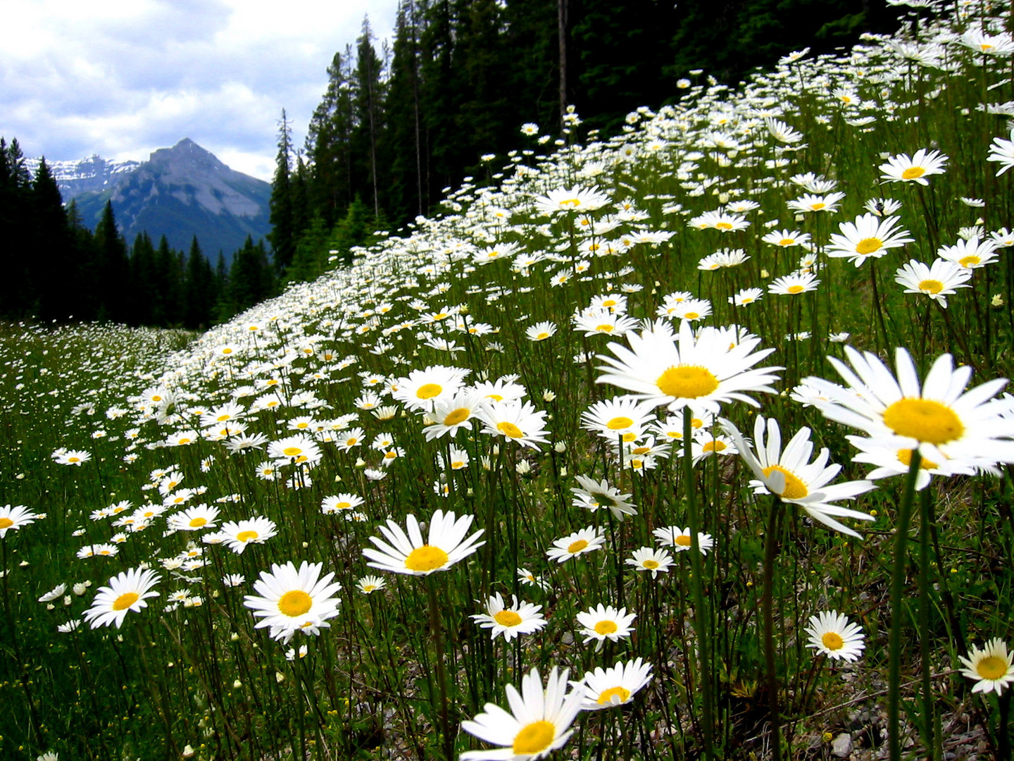 Blumenwiese in British Columbien, Kanada