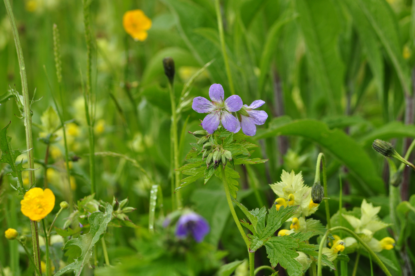 Blumenwiese in den Bergen