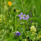 Blumenwiese in den Bergen