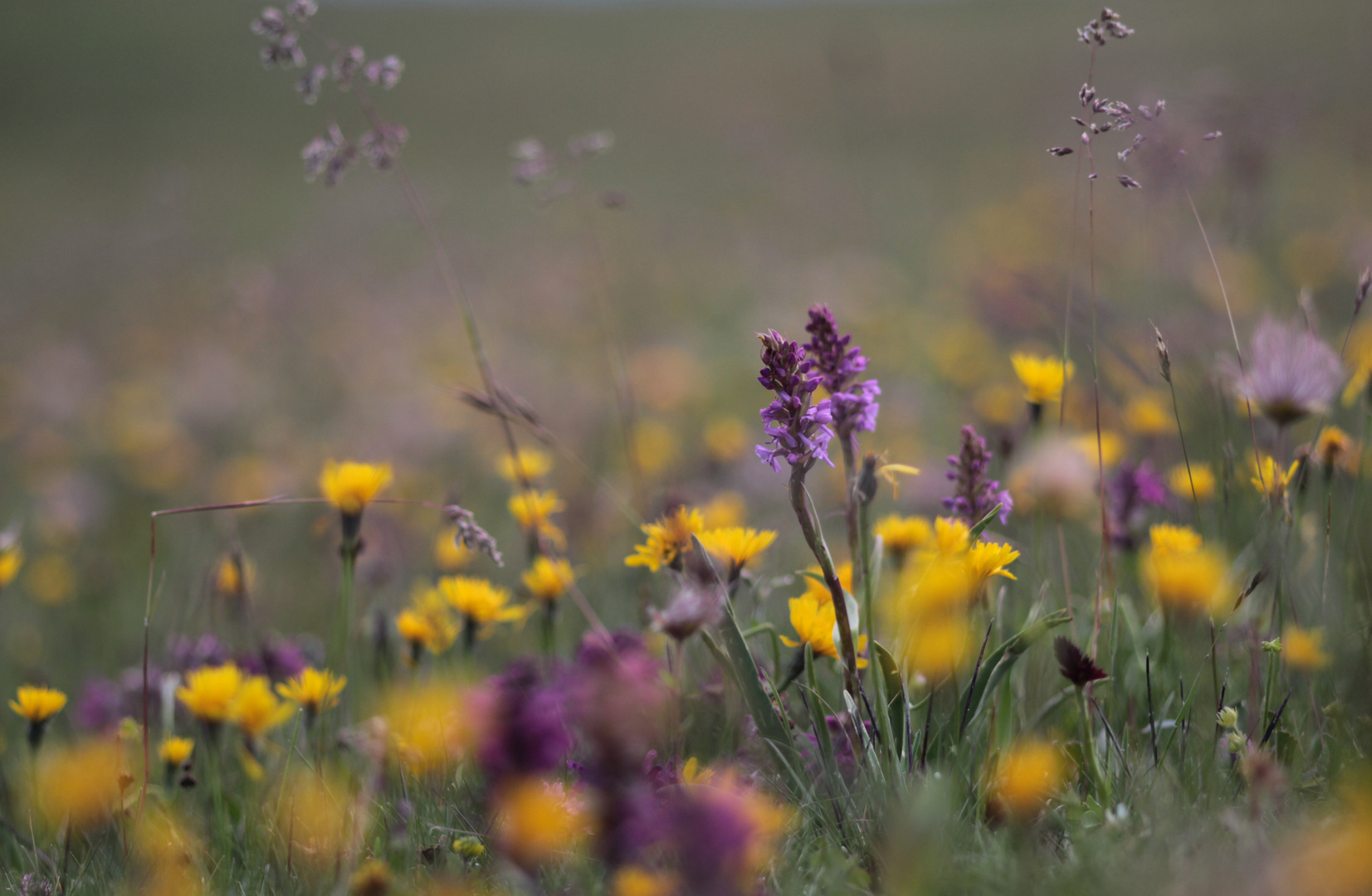 Blumenwiese in den Bergen mit Orchideen