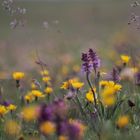 Blumenwiese in den Bergen mit Orchideen