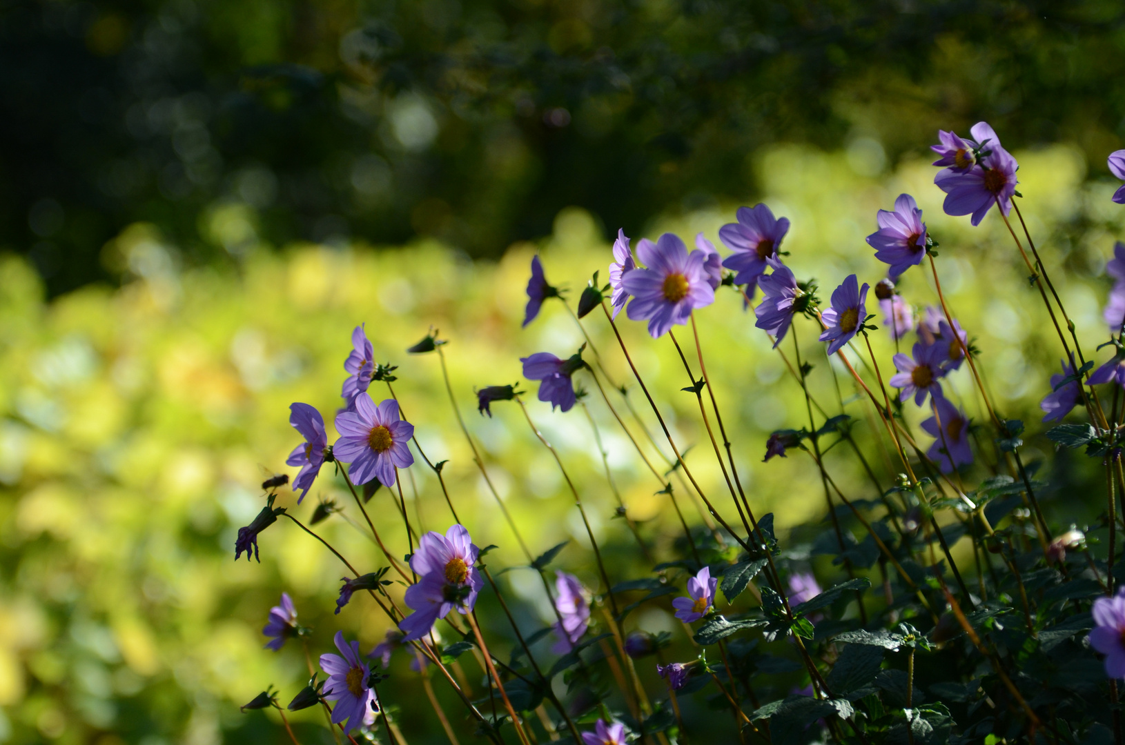 Blumenwiese in den Gärten von Schloss Trauttmansdorff - Nr.5