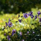 Blumenwiese in den Gärten von Schloss Trauttmansdorff - Nr.5