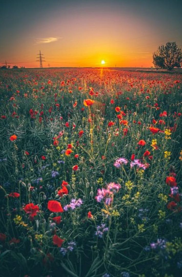 Blumenwiese in der Abendsonne