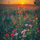 Blumenwiese in der Abendsonne