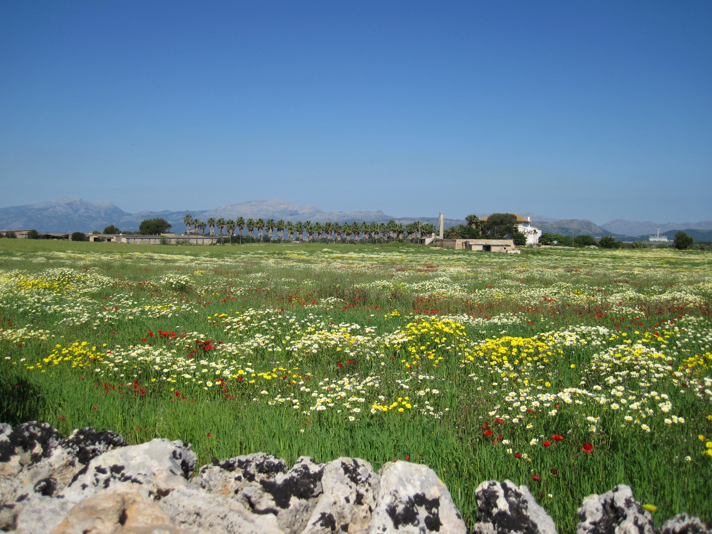 Blumenwiese in der Nähe von Can Picafort