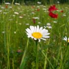 Blumenwiese in der Toskana