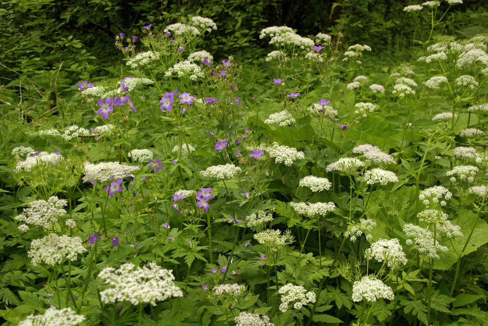 Blumenwiese in der Wutachschlucht