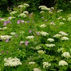 Blumenwiese in der Wutachschlucht