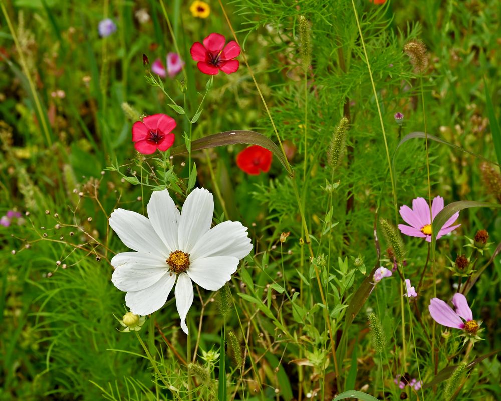 Blumenwiese in einem Vorgarten