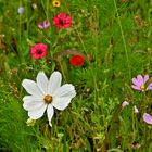 Blumenwiese in einem Vorgarten