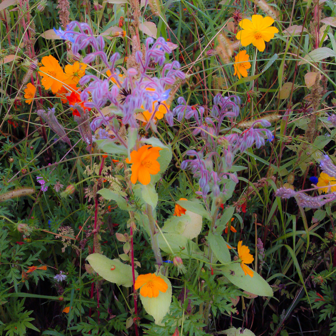 Blumenwiese in Evian 1