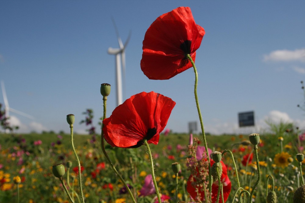 Blumenwiese in Kamperland (Zeeland)