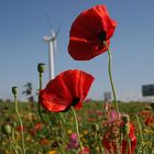 Blumenwiese in Kamperland (Zeeland)