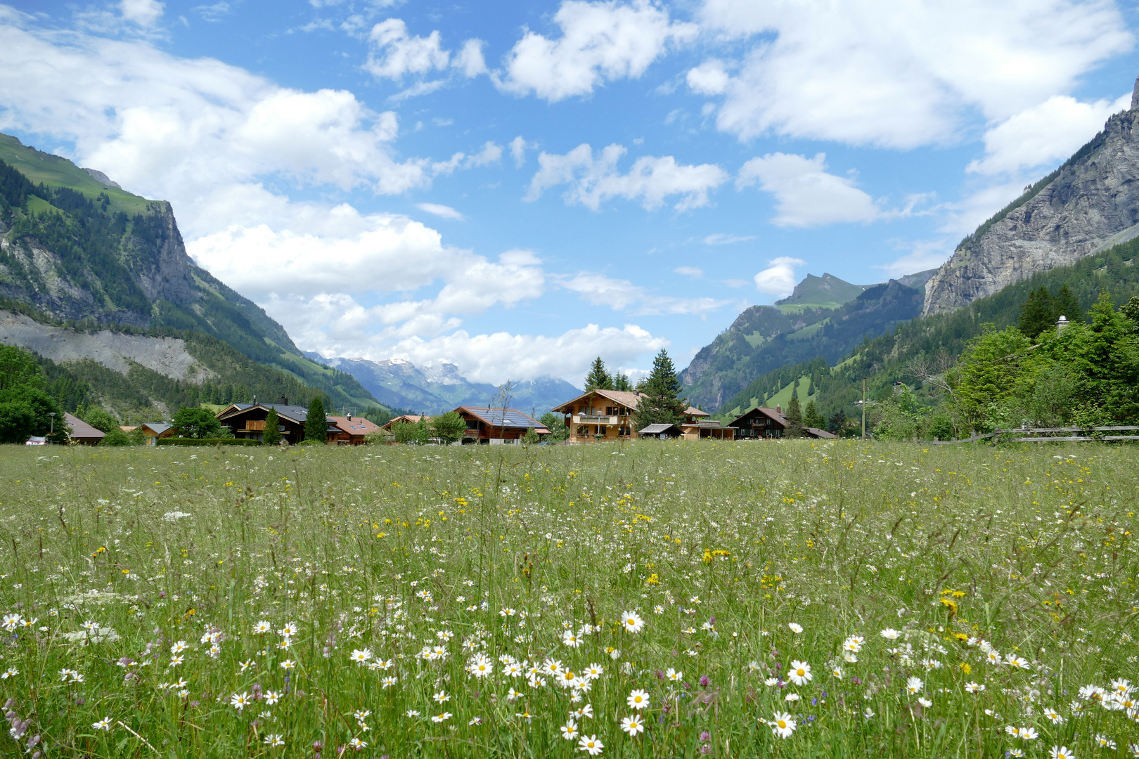 °°°° Blumenwiese in Kandersteg °°°°