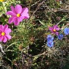 Blumenwiese in Königsbrunn