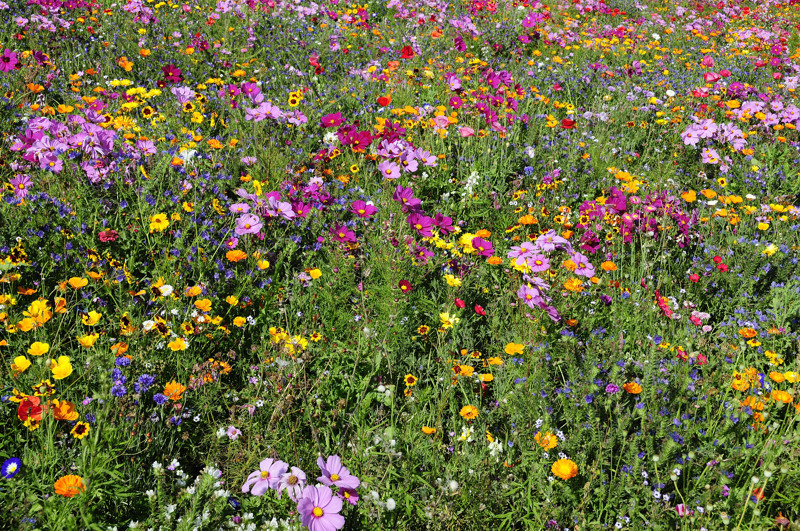 Blumenwiese in leuchtenden Farben