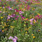 Blumenwiese in leuchtenden Farben