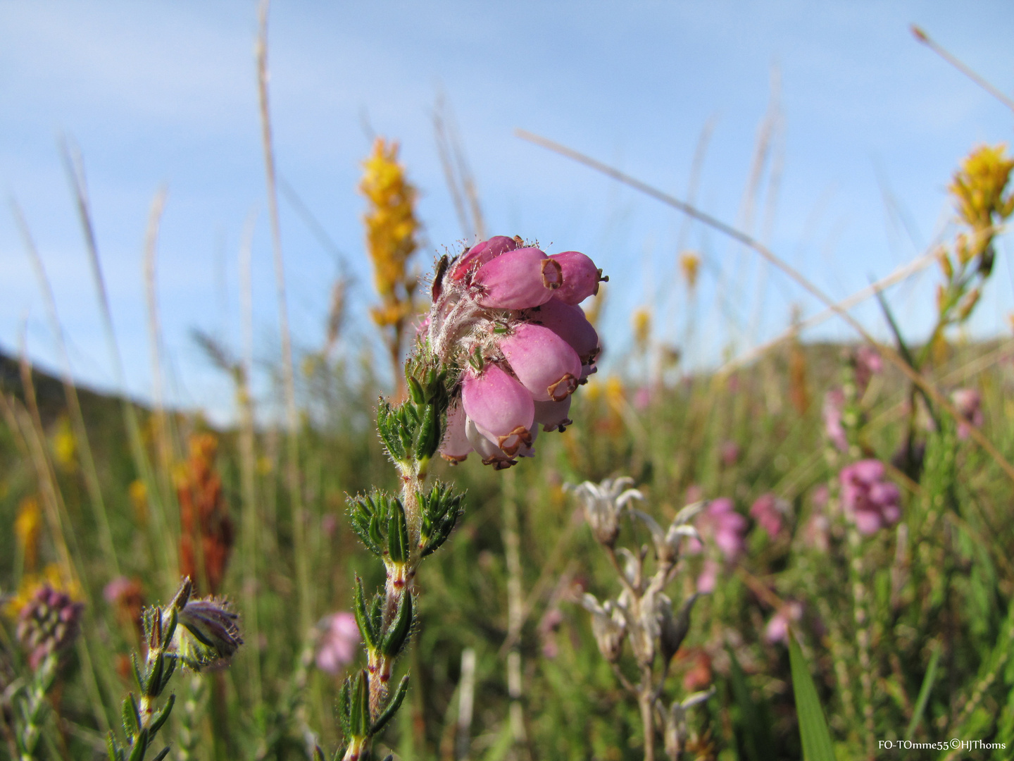 Blumenwiese in Norwegen