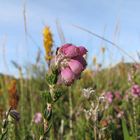 Blumenwiese in Norwegen