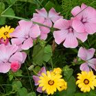 Blumenwiese in Oberursel