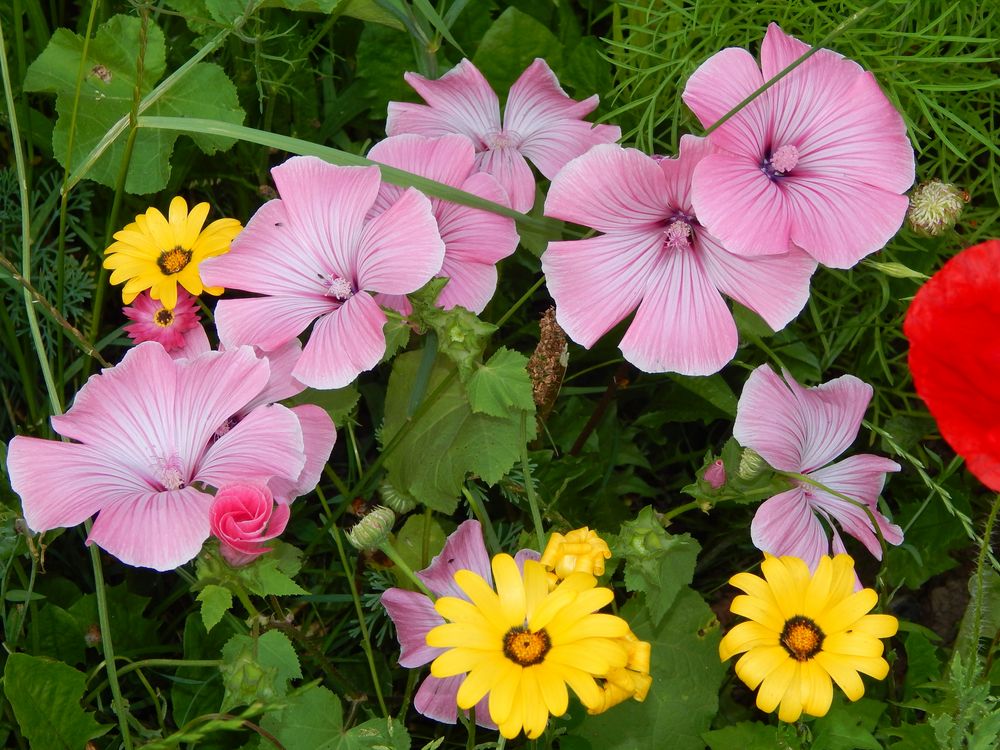 Blumenwiese in Oberursel