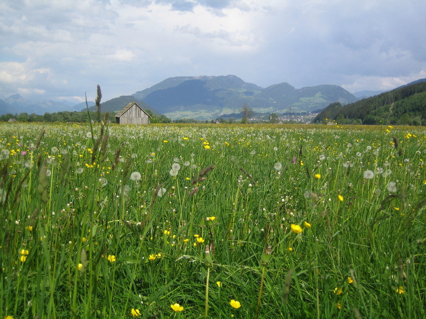 Blumenwiese in Österreich