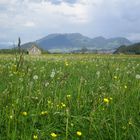 Blumenwiese in Österreich