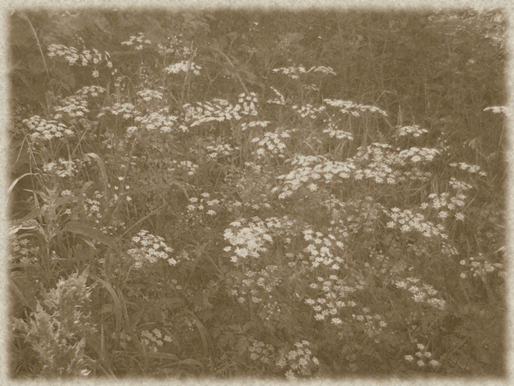 Blumenwiese in schwarz-weiss