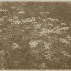 Blumenwiese in schwarz-weiss