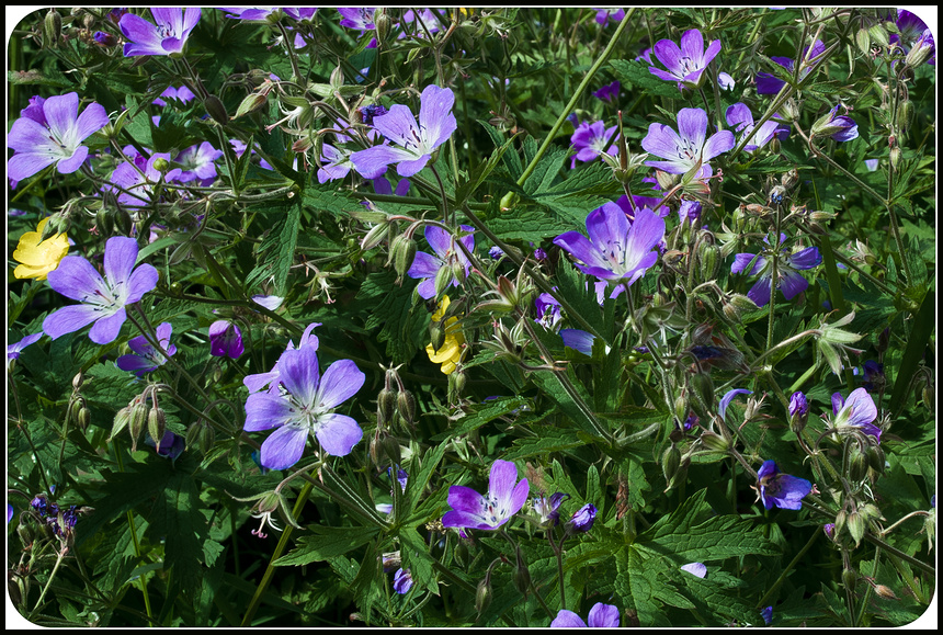 Blumenwiese in Schweden