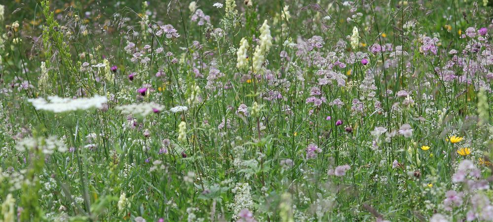 Blumenwiese in Slowenien