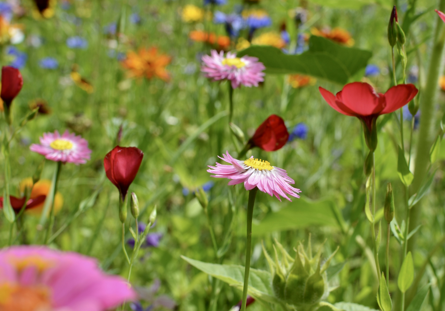 Blumenwiese Juli 2023